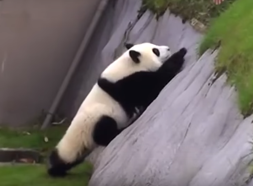 VIDEO%3A+Playful+Panda+Needs+Help+After+Taking+a+Tumble