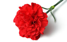 Valentines Day Carnations
